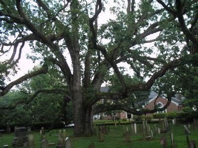 The Great White Oak. Click for full size. The Great White Oak image. Click for full size.