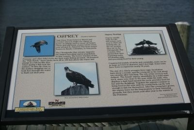 Osprey Marker. Click for full size. Osprey Marker image. Click for full size.