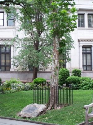 Sycamore tree in 2008. image. Click for full size.