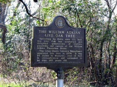 The William Adkins' Live Oak Tree Marker. Click for full size. The William Adkins' Live Oak Tree Marker image. Click for full size.