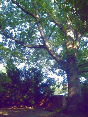 Col. George Eskridge Memorial Tree and Marker. Click for full size. Col. George Eskridge Memorial Tree and Marker image. Click for full size.