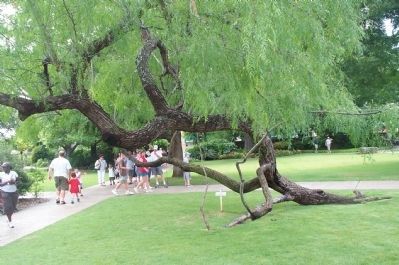 Tree on Grounds of The Alamo.. Click for full size. Tree on Grounds of The Alamo. image. Click for full size.