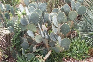 Cactus on the grounds of the Alamo. Click for full size. Cactus on the grounds of the Alamo image. Click for full size.