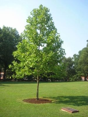 Marker and New Liberty Tree image. Click for full size.