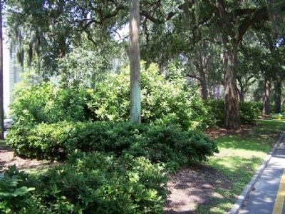 Original 1733 Burial Plot North side of Oglethorpe Ave. image. Click for full size.
