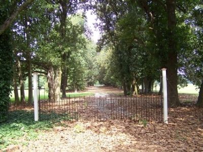 Redcliffe Plantation Avenue of Magnolia Trees, once- formal entrance. Click for full size. Redcliffe Plantation Avenue of Magnolia Trees, once- formal entrance image. Click for full size.
