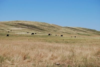 Cattle in the Sandhills image. Click for full size.