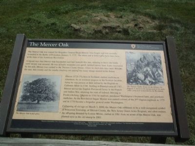The Mercer Oak Marker image. Click for full size.