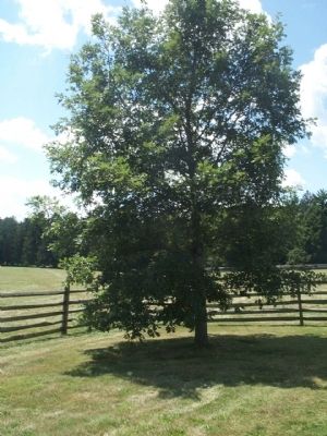 The New Mercer Oak image. Click for full size.