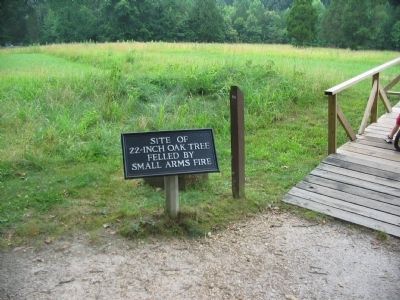 Site of 22 inch Tree Felled by Small Arms Fire. Click for full size. Site of 22 inch Tree Felled by Small Arms Fire image. Click for full size.