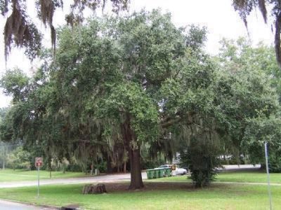 Oglethorpe Oak and Marker. Click for full size. Oglethorpe Oak and Marker image. Click for full size.