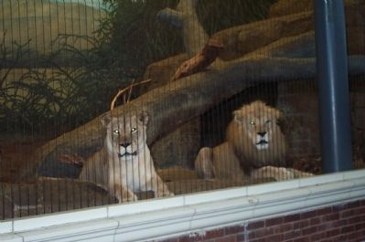 Lions in the lion house. image. Click for full size.