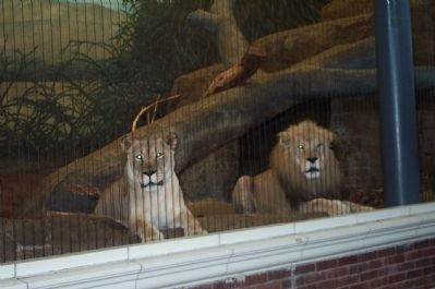 Lions in the lion house.. Click for full size. Lions in the lion house. image. Click for full size.