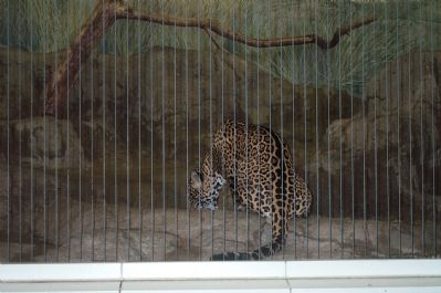 Leopard in the lion house.. Click for full size. Leopard in the lion house. image. Click for full size.