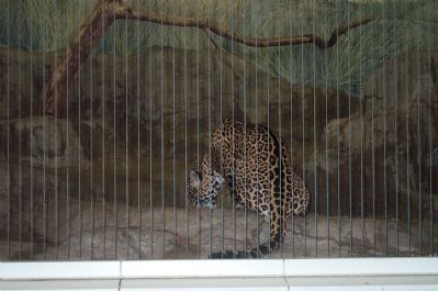 Leopard in the lion house. image. Click for full size.