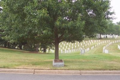 African American Veterans of the Korean War Marker and memorial tree. Click for full size. African American Veterans of the Korean War Marker and memorial tree image. Click for full size.