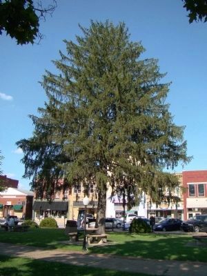 George Washington Bi-Centennial Memorial Tree image. Click for full size.