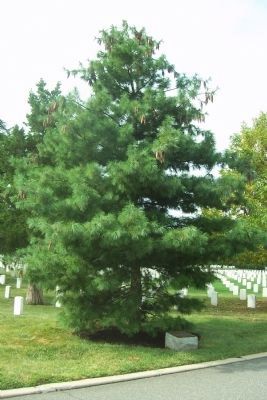 Montford Point Marines marker and memorial tree image. Click for full size.
