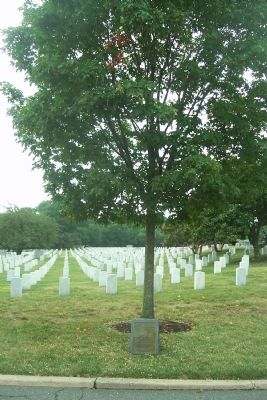 The Tuskegee Airmen marker and memorial tree. Click for full size. The Tuskegee Airmen marker and memorial tree image. Click for full size.
