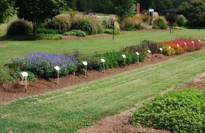 Row of Annuals at Park Seed. Click for full size. Row of Annuals at Park Seed image. Click for full size.