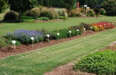 Row of Annuals at Park Seed image. Click for full size.