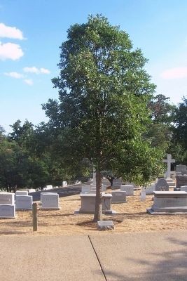 American Volunteer Group, China Air Task Force, 14th Air Force, WWII Marker and memorial oak tree,. Click for full size. American Volunteer Group, China Air Task Force, 14th Air Force, WWII Marker and memorial oak tree, image. Click for full size.