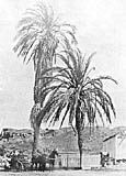 Serra Palm image. Click for full size.