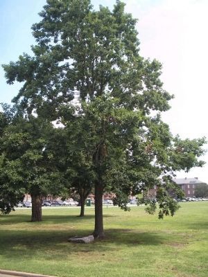 Memorial Tree image. Click for full size.