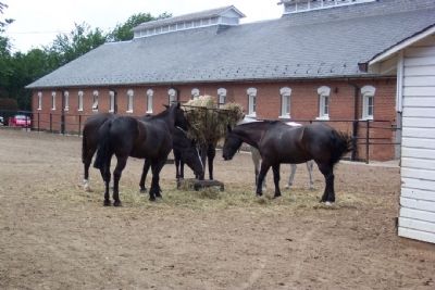 Horses at McKinney Memorial Stables image. Click for full size.