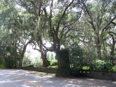 The Wesley Oak Marker, looking south along Frederica Road image. Click for full size.
