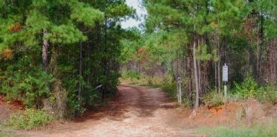 Dirt Road Leading to the Old Simkins Cemetery image. Click for full size.