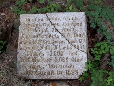 The Oglethorpe Oak Marker image. Click for full size.
