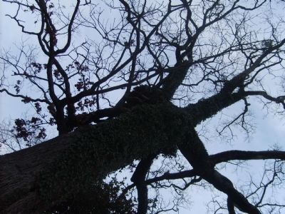 Over 100 Year Old Tree. Click for full size. Over 100 Year Old Tree image. Click for full size.