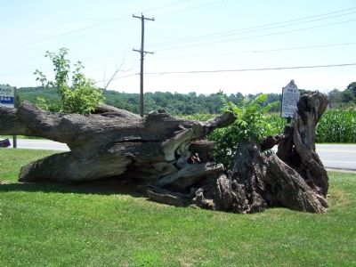 All that remains of Richards Oak. Click for full size. All that remains of Richards Oak image. Click for full size.