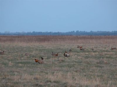 Prairie Chickens Booming image. Click for full size.
