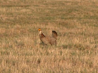 Prairie Chicken Booming image. Click for full size.