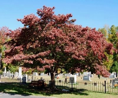 Bethlehem Lutheran Church Cemetery - Memorial Tree to Rev. George Schwartz image. Click for full size.