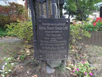 Robert E. Lee Tree Marker. Click for full size. Robert E. Lee Tree Marker image. Click for full size.