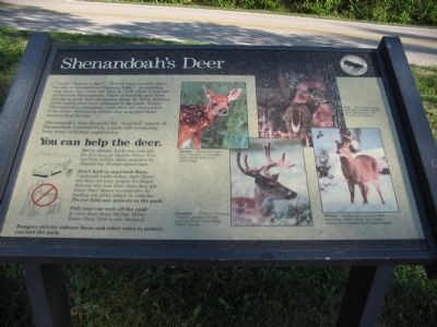 Shenandoah's Deer image. Click for full size.