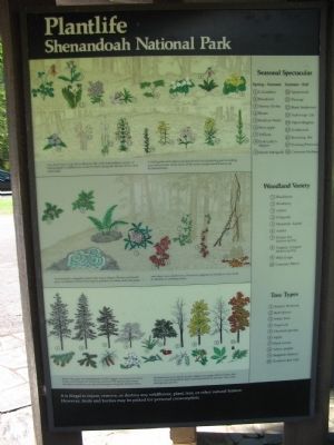 Park Plantlife Information. Click for full size. Park Plantlife Information image. Click for full size.