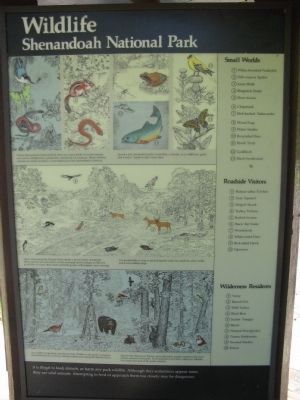 Park Wildlife Information. Click for full size. Park Wildlife Information image. Click for full size.