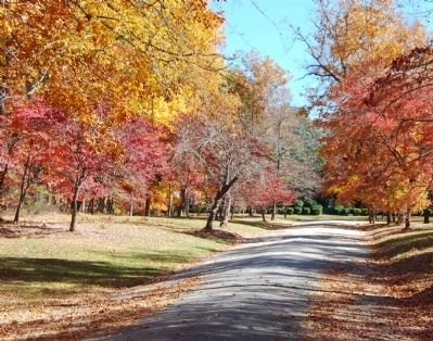 Tree Lined Drive to Rose Hill image. Click for full size.