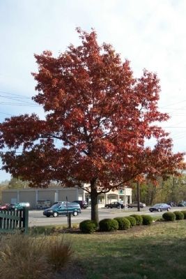 Lynn O. Eaton Memorial Pin Oak and Marker. Click for full size. Lynn O. Eaton Memorial Pin Oak and Marker image. Click for full size.