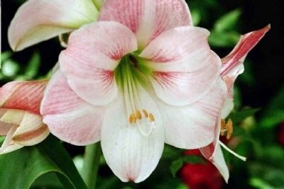 Flower from Magnolia Plantation Gardens image. Click for full size.
