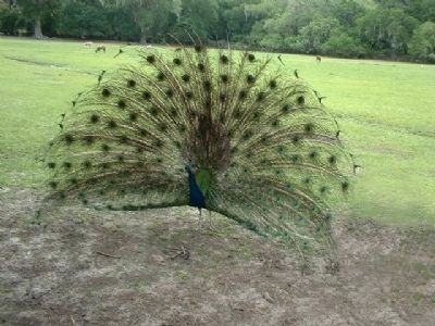 Magnolia Plantation Peacock struts his stuff. Click for full size. Magnolia Plantation Peacock struts his stuff image. Click for full size.