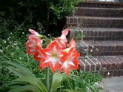 Magnolia Plantation and Gardens. Click for full size. Magnolia Plantation and Gardens image. Click for full size.