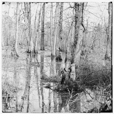 White Oak Swamp. Click for full size. White Oak Swamp image. Click for full size.