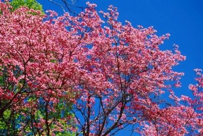Springtime Dogwood Blooms image. Click for full size.