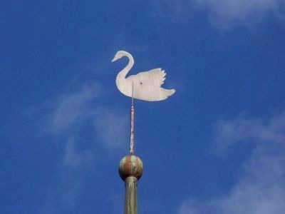 Swan with the mentioned bullet hole image. Click for full size.