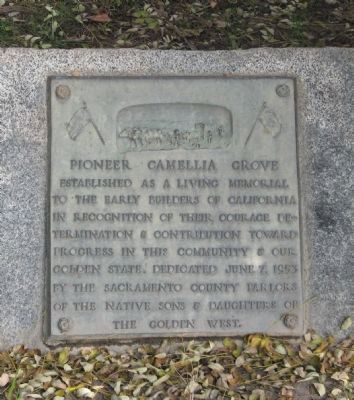 Pioneer Camellia Grove Marker. Click for full size. Pioneer Camellia Grove Marker image. Click for full size.